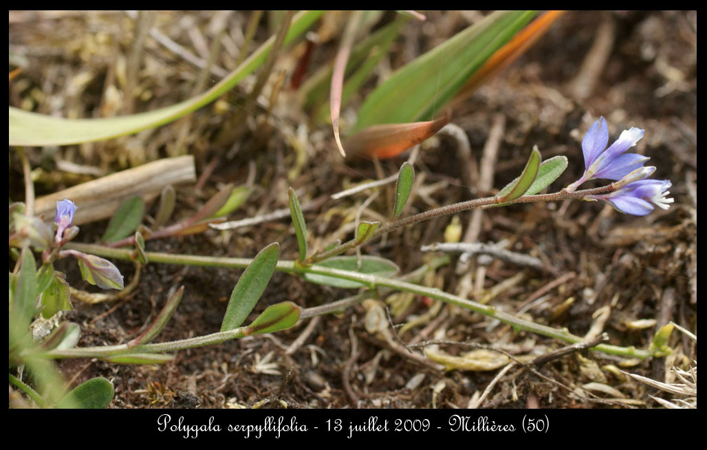 Polygala serpyllifolia